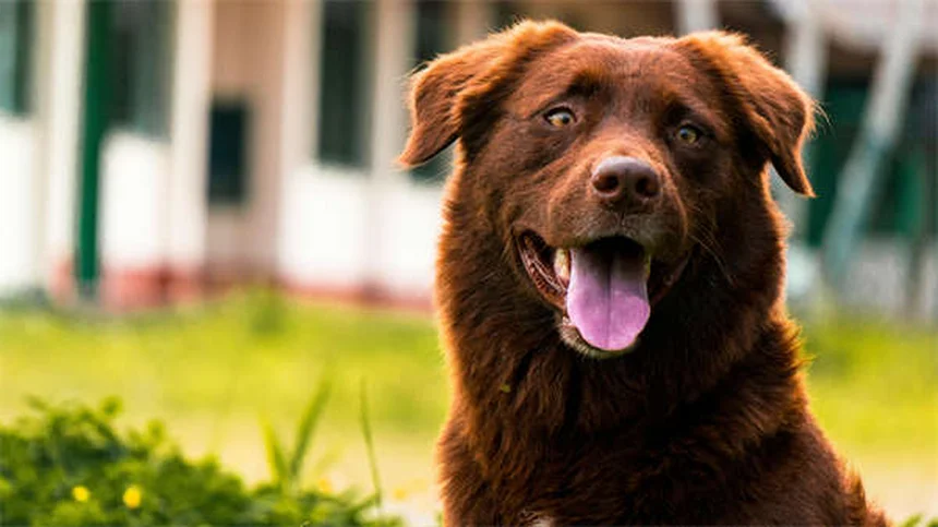 犬が脚に前足を置く理由とは？愛情サインと要求の見分け方や対処法