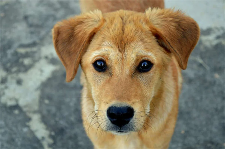 犬のシャンプー頻度は犬種で決まる！正しい洗い方
