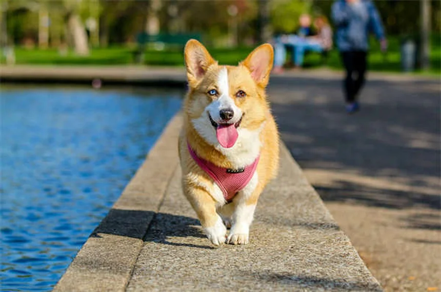 愛犬が吠える理由と正しい止め方｜無視は逆効果？科学的根拠に基づく改善法