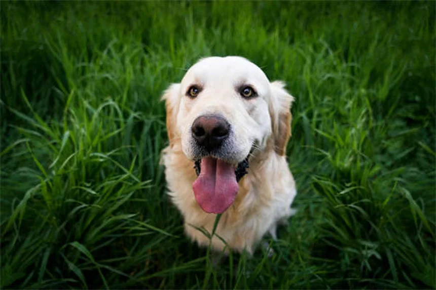 犬のアレルギーはベッドが原因かも？獣医師が教える選び方と交換のタイミング