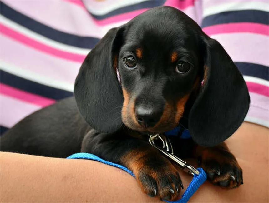 愛犬の心臓虫症：予防薬はなぜ推奨されない？症状を見逃さない3つのチェック