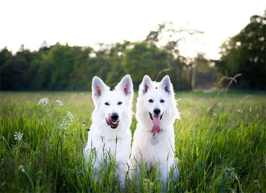 犬の反流と嘔吐の違い：知らないと命に関わる危険性