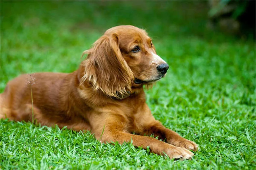犬のアリ刺され症状と正しい対処法を3ステップで解説