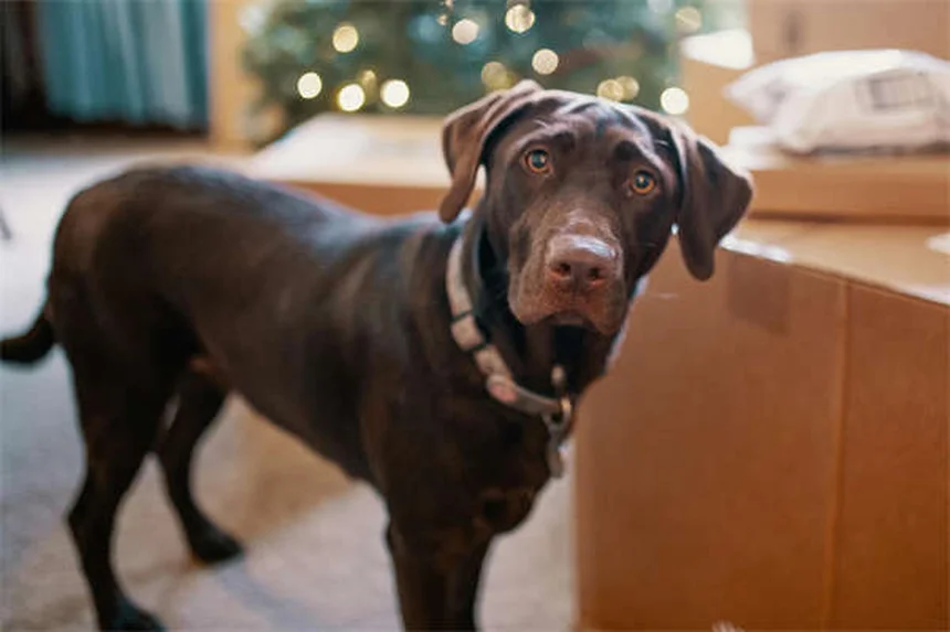 犬の散歩でやってはいけないNG行為と正しい方法6選