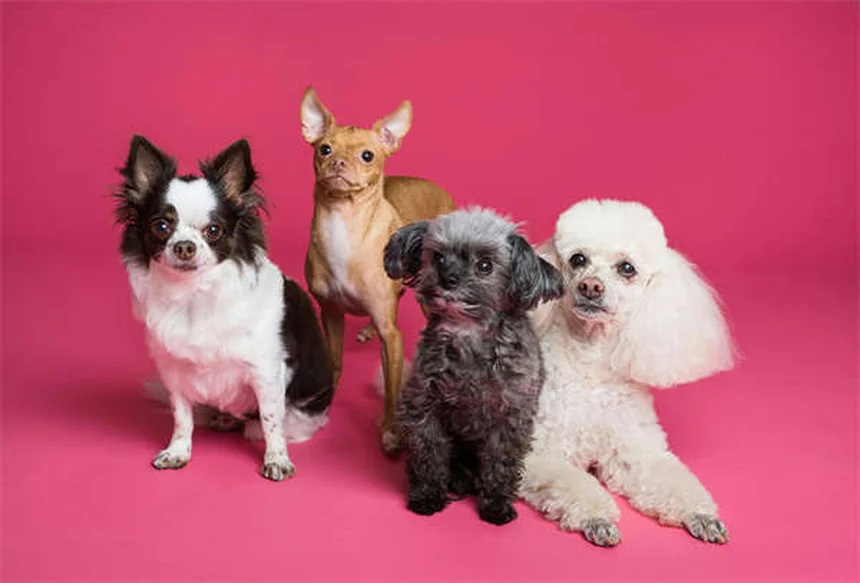 犬の散歩でやってはいけないNG行為と正しい方法6選