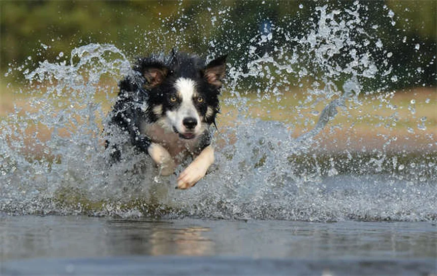 木曽馬は絶滅危惧種！70頭しかいない在来馬の現状と見学のコツ