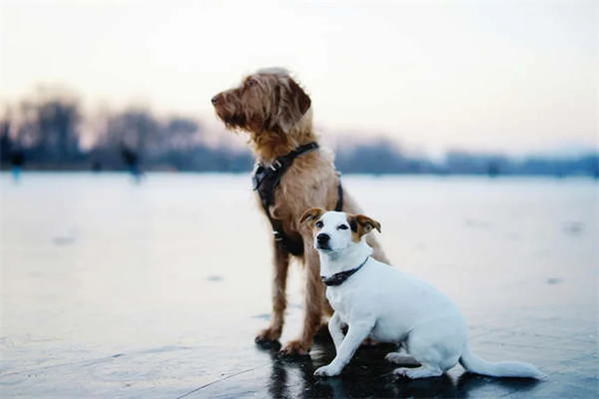 パルボウイルス回復犬の譲渡後に気をつけること