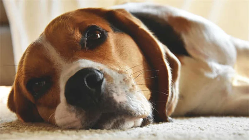 パルボウイルス回復犬の譲渡後に気をつけること