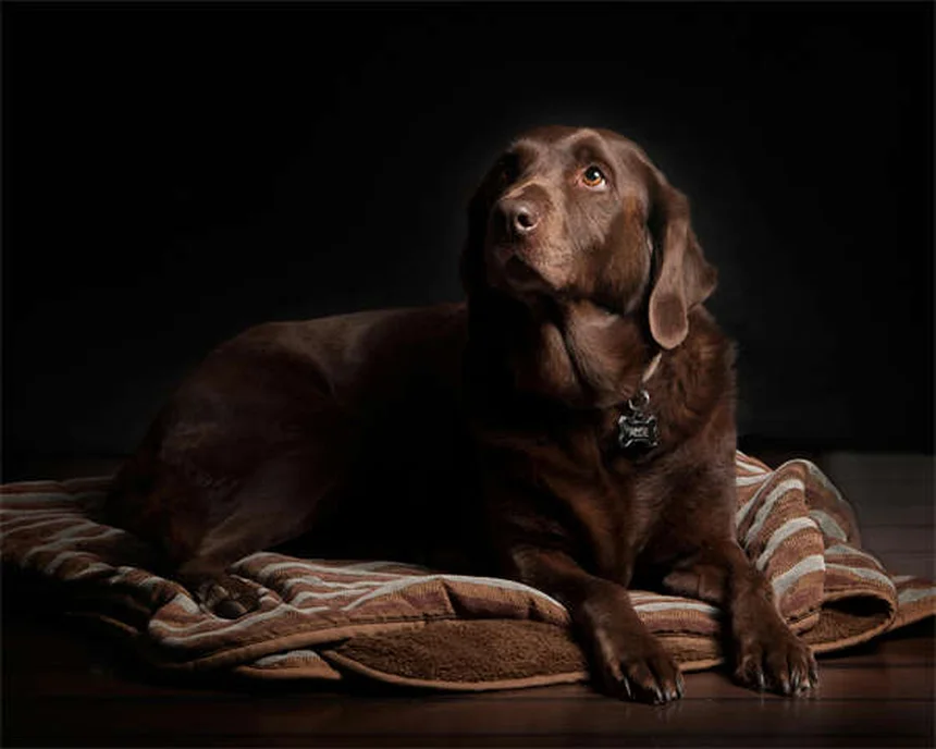犬を迎えるときに絶対にやってはいけない6つのこと