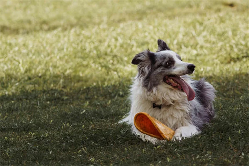 犬を迎えるときに絶対にやってはいけない6つのこと