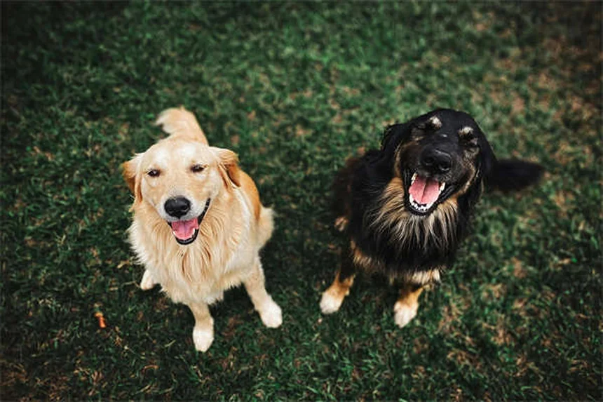 犬を迎えるときに絶対にやってはいけない6つのこと