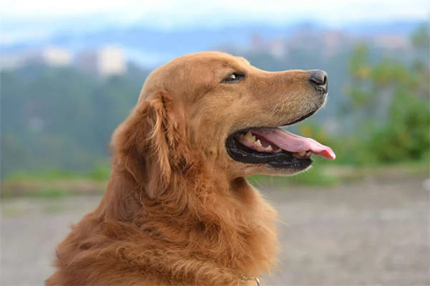 犬の白内障の症状と治療法を獣医師が完全ガイド