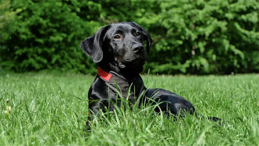 ドッグパークで愛犬のマナーを守る5ステップ実践ガイド