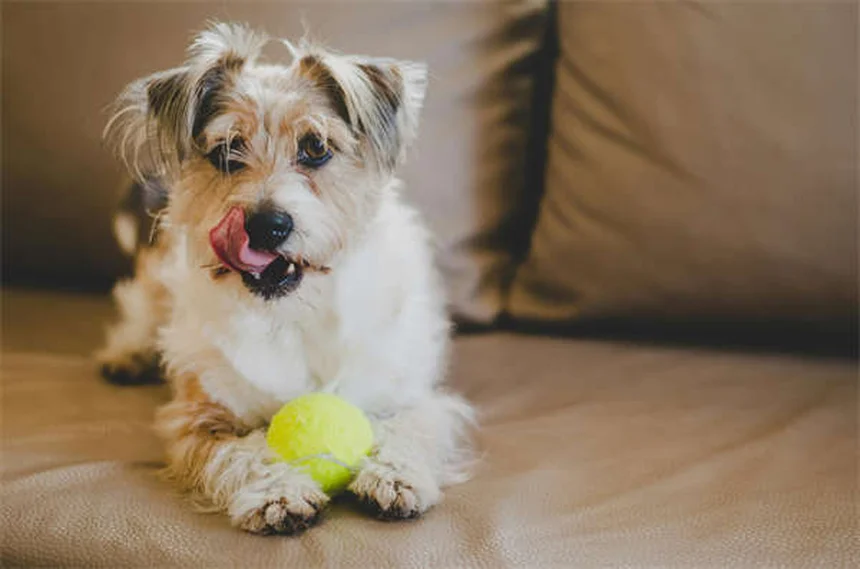 ドッグパークで愛犬のマナーを守る5ステップ実践ガイド