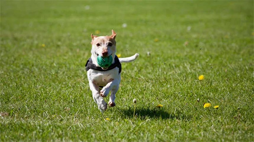 散歩中にリードを引っ張る犬のしつけ方と実践的コツ