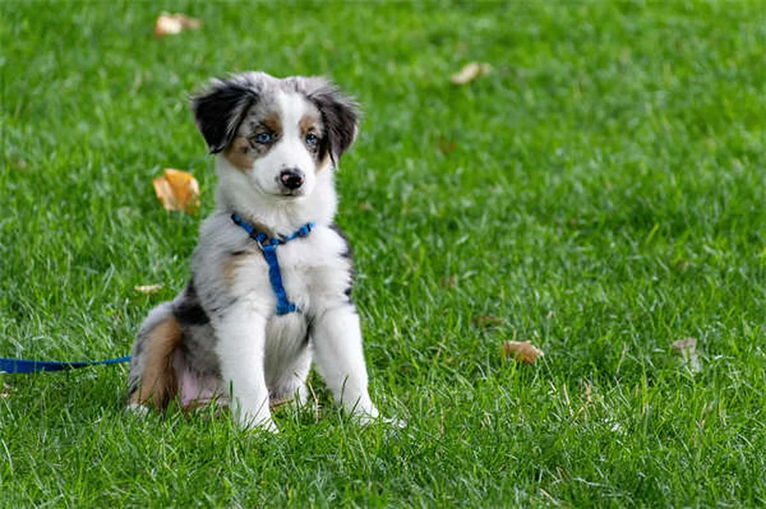 うちの犬が何にでも怖がる理由と克服法を実例で解説