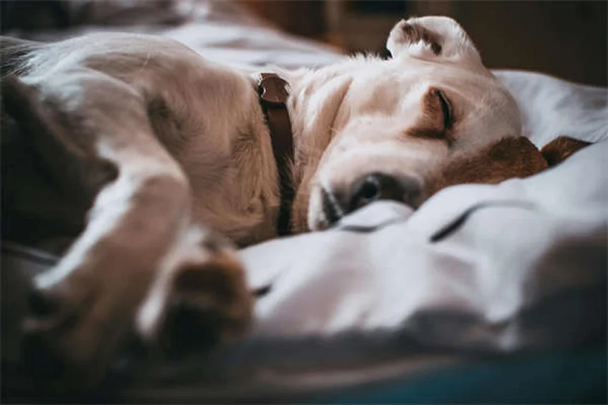 うちの犬が何にでも怖がる理由と克服法を実例で解説