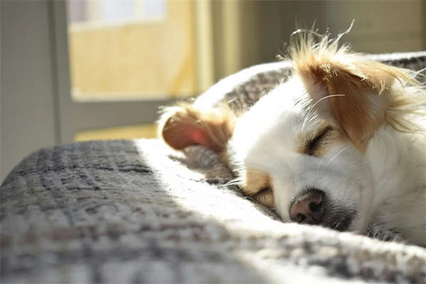 愛犬家が教える、犬のハエ対策：私が実践した安全な方法とよくある間違い