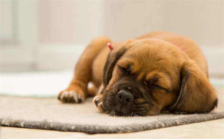 犬の水遊びで注意すべき7つの病気——知っておきたいリスクと対策
