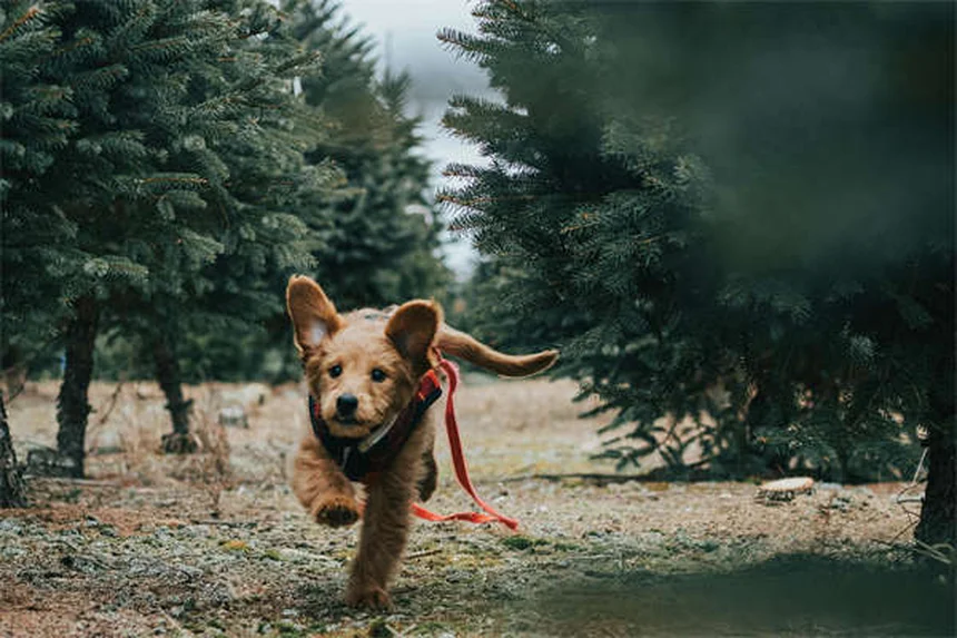 犬の水遊びで注意すべき7つの病気——知っておきたいリスクと対策