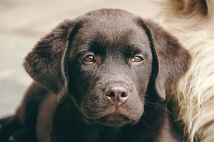 子犬の初めてのクリスマス！危険から守る完全ガイド7選