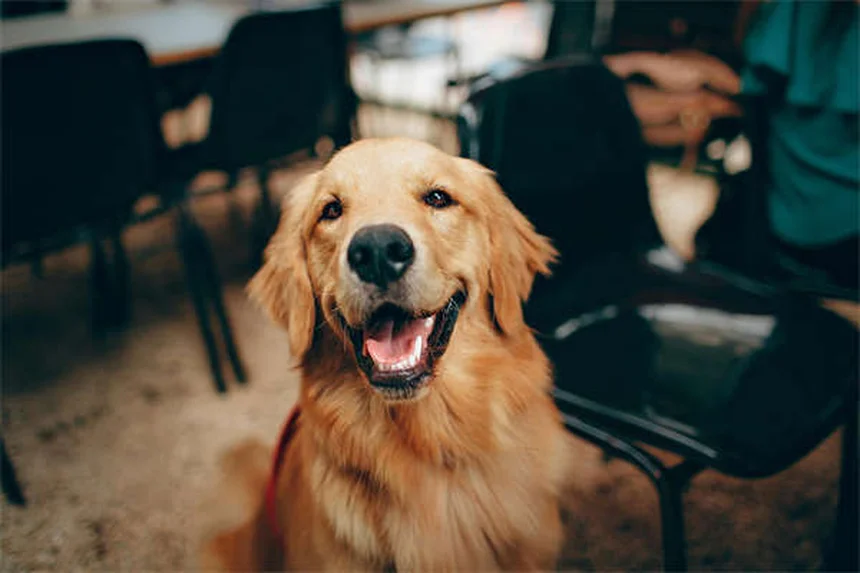 犬のおねだり行動を完全にやめさせる5つの実践的ステップ