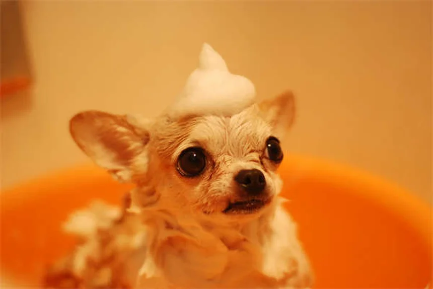 老犬の7つの健康変化と早期発見のコツ