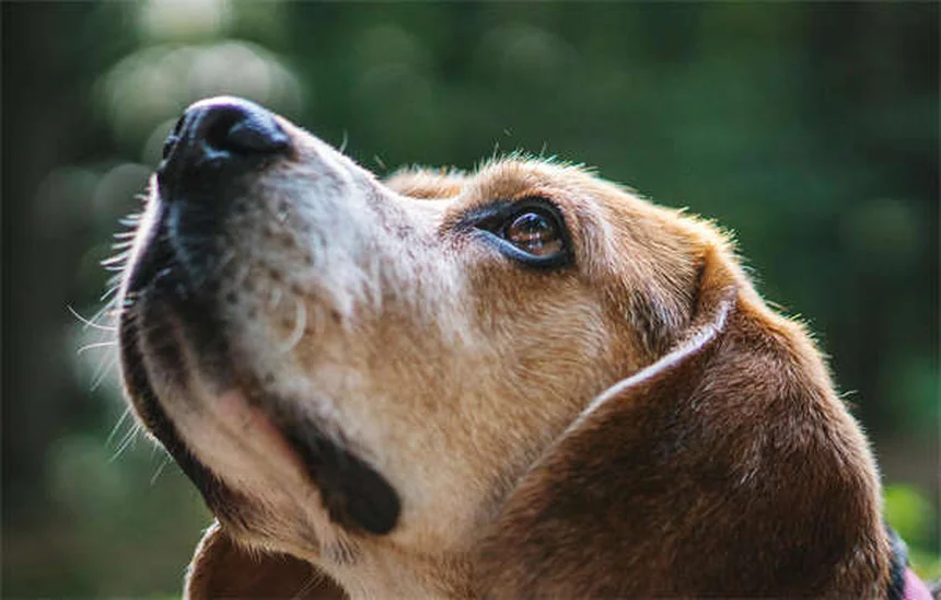 犬の色盲と色覚を完全解説！あなたの愛犬の見える世界と意外と知らない真実