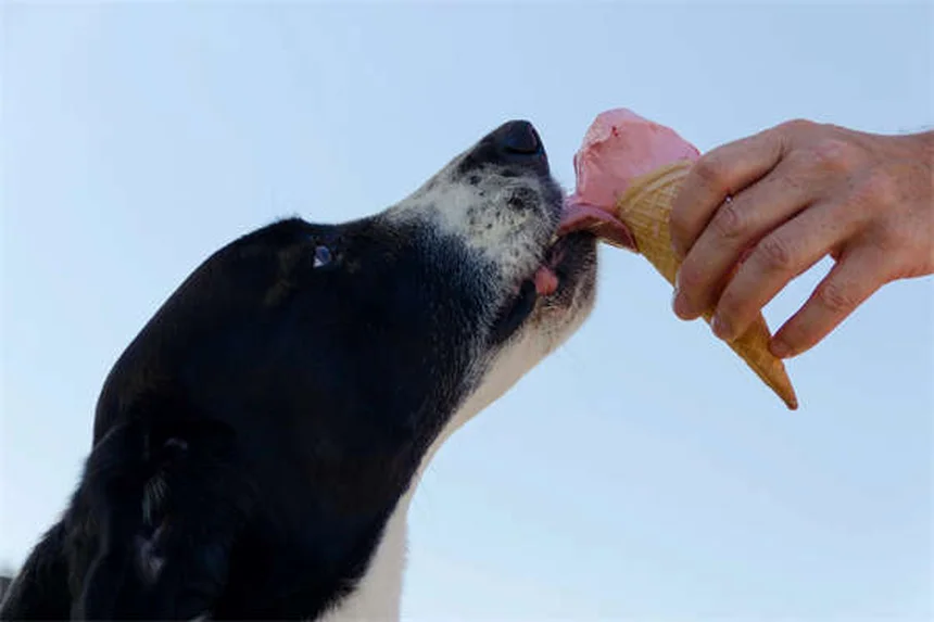 犬の色盲と色覚を完全解説！あなたの愛犬の見える世界と意外と知らない真実