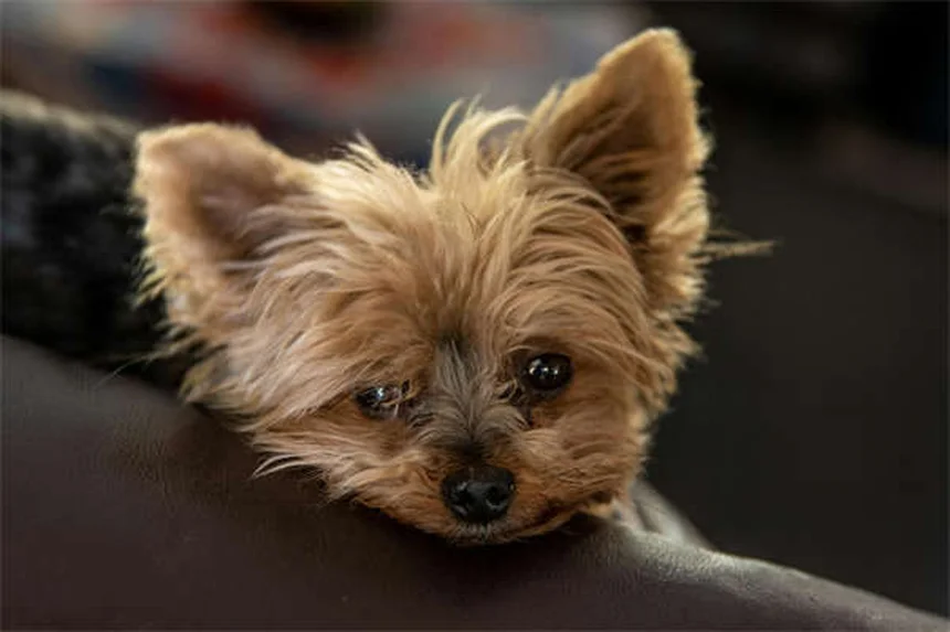 犬や猫のアモキシシリン、副作用と安全な使い方を徹底解説