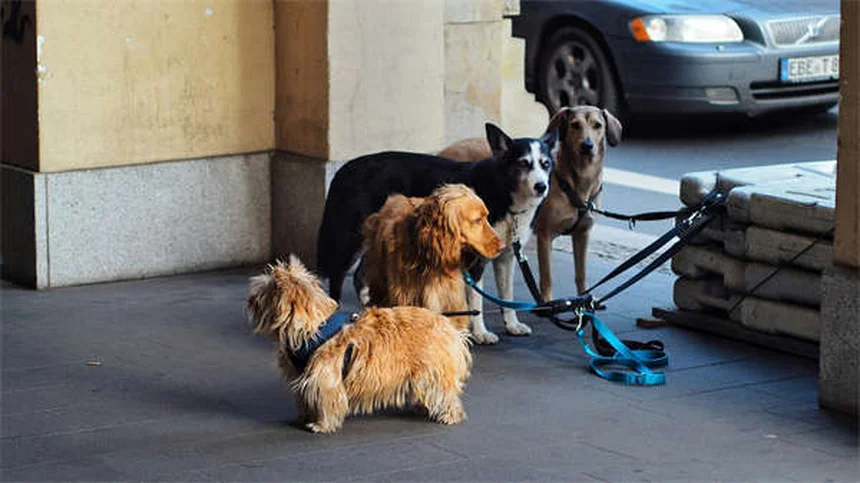 テトラサイクリンで犬の皮膚炎を改善｜知らなかった効果と注意点